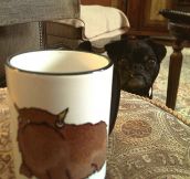 The pug of the mug…