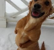 Happy in the snow…