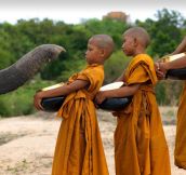 Elephant salute…