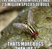 That’s a lot of bugs…