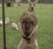 Buff Kangaroo strikes a pose…
