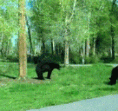 Incredible bear fight…
