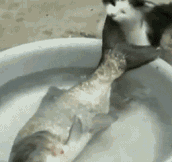Cat trying to steal a fish…