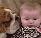 Dog testing the new family member…