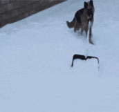 German Shepherd shovels snow…