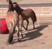 Two horses play soccer with a giant red ball…