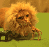 Footage of the danish giraffe Marius being eaten by lion…
