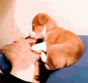How puppies help you when you’re sick…