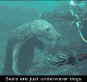That’s what seals really are…