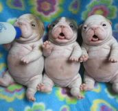 Little fat puppies…