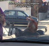 You will never be as cool as this monkey…