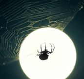 Full moon spider silhouette…