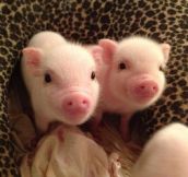 Two piglets…