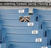The coon supports the Yankees…