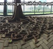 Square roots…
