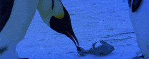 Penguins mourning for their diseased child…