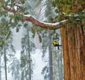 This 3200 Year Old Tree Is So Huge It’s Never Been Captured In A Single Image…Until Now.