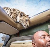 This Is A Moment That Would Make Your Heart Stop. Watch What This Cheetah Does.