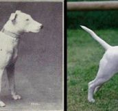 100 Years of breed “improvement”