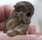 You’ve Seen Orphaned Baby Squirrels Before But I Guarantee Not One That Does This. WHAT?