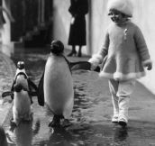 I want to go for a walk with a penguin