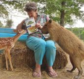 Inspiring Photos From a Woman Who Helps Animals for a Living