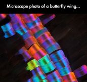 This Is How Complex a Seemingly Simple Butterfly Wing Is