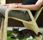 The Best Rocking Chair Design, Approved By Cats