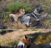 Fox And Dog Are Best Palls