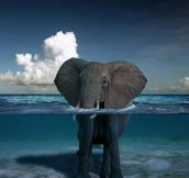 Elephant In The Water