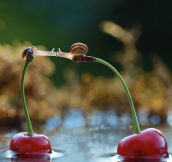 Snails Kissing On Top Of Cherries