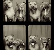 These dogs take better pictures than I do…