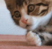 Quite Shocked Kitten