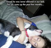 Once You Start Sleeping With A Dog, You Cannot Stop