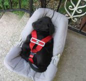 A Little Puppy Following Safety Nap Procedures