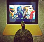 Teenage Mutant Ninja Turtle wannabe…