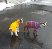 Baby goats in sweaters…