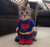 I Present You, Supercat