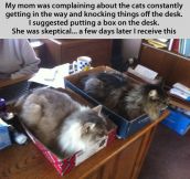 The infallible cat trap…
