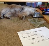 This Cat Needs an Intervention