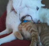 This is why my cat has dog breath…