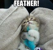 This Is My Feather. There Are Many Like Them, But This One Is Mine