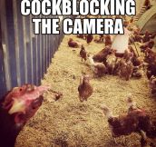 Chicken Selfie