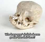 The Skull Of a Pug