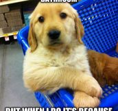 Most interesting puppy in the world…