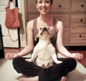 This dog loves his yoga…