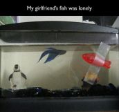 How to make your fish less lonely…