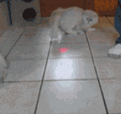 Cats love lasers…