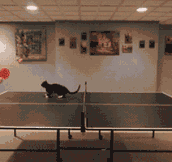Ping Pong With a Cat