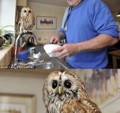 An Owl Pet That Helps With Chores, Sounds Like a Disney Movie